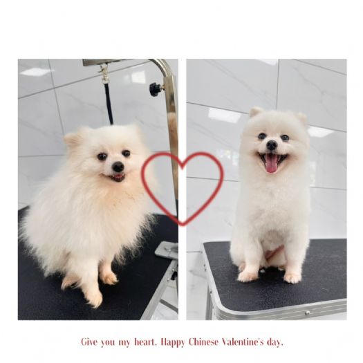 浪犬也能變明星!苗栗動保園區導入專業寵物美容服務,讓毛孩展現自信迎向幸福新家 浪犬也能變明星!苗栗動保園區導入專業寵物美容服務,讓毛孩展現自信迎向幸福新家